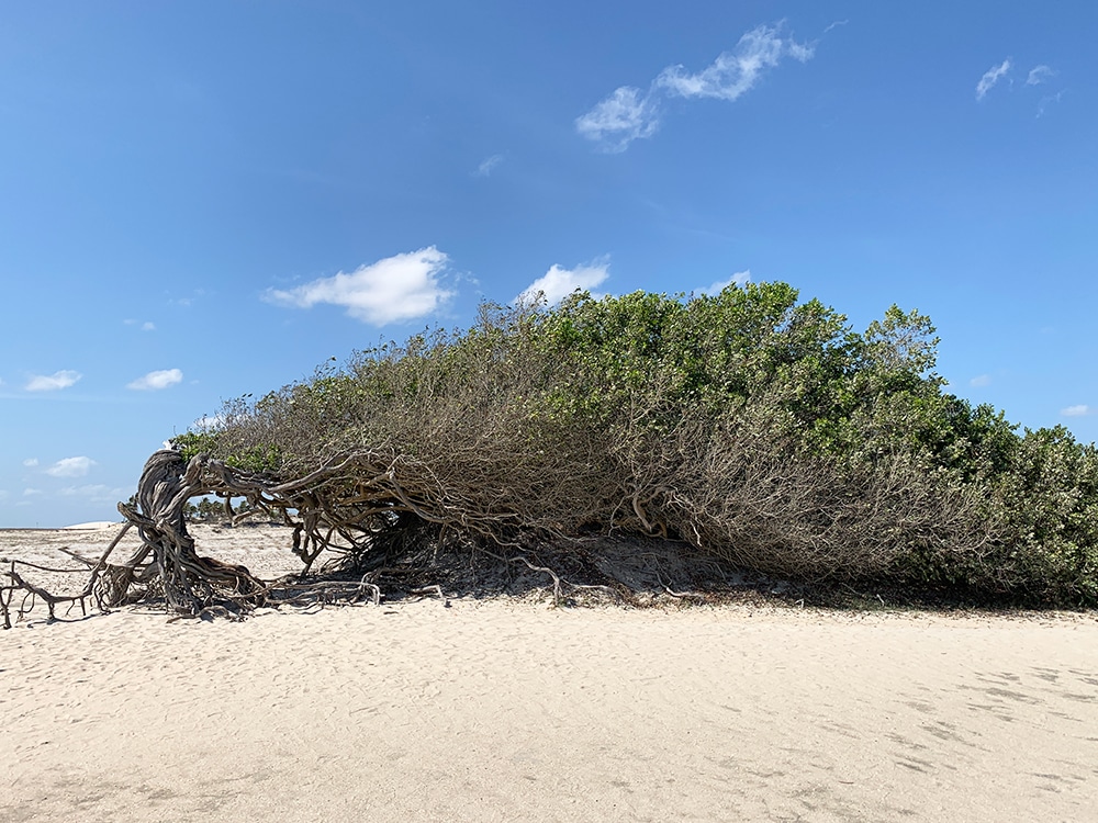 Árvore-da-Preguiça-Jericoacoara-Ceará